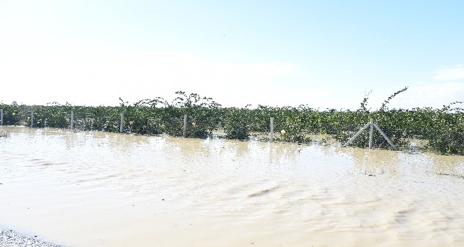Mersin’de yağışlar ekili alanlara büyük zarar verdi