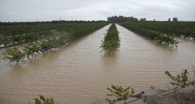 Adana’da tarım alanları su altında kaldı