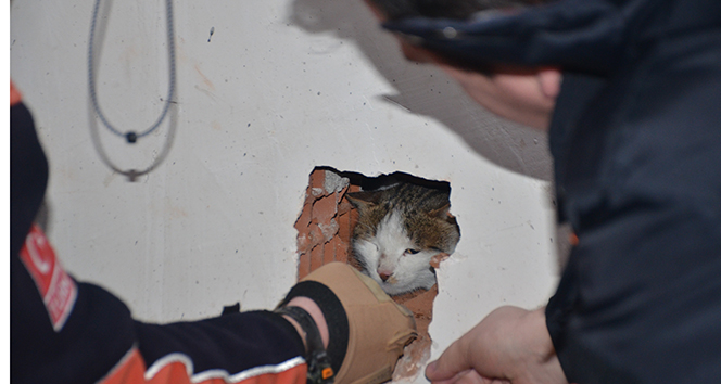 4 gündür asansör boşluğunda mahsur kalan kediyi AFAD kurtardı