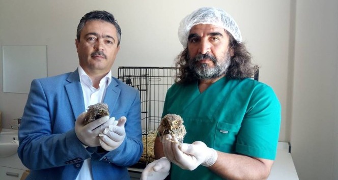 Van’da 2018 yılında 72 yaralı yaban hayvanı tedavi edildi