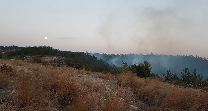 Osmaniye’de orman yangını!