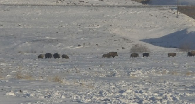 (Özel) Kars’ta aç kalan domuz sürüsü köye indi