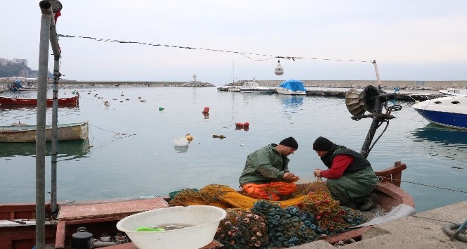 Sezon boyunca 600 ton hamsi avlanan Zonguldak’ta, hamsi kıtlığı yaşanıyor