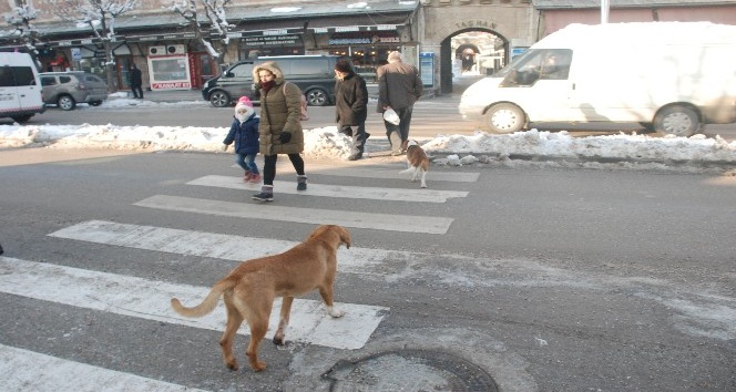 Köpeklerin yaya geçidini kullandığı anlar kameraya yansıdı