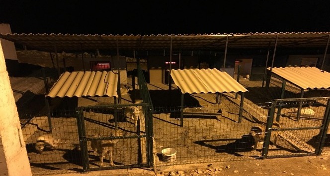 Mardin’de hayvan barınaklarına ısıtıcılar konuldu