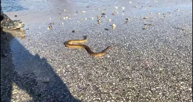 Sular altında kalan tarlalarda ortaya çıkan yılanlar tedirgin ediyor