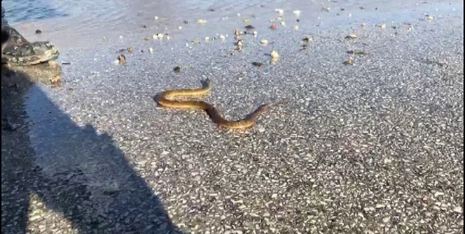 Büyük panik! Her yeri yılanlar sardı