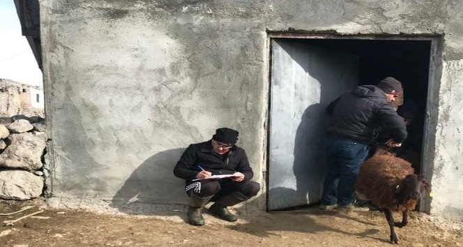 Iğdır’da hayvan tespit çalışmaları