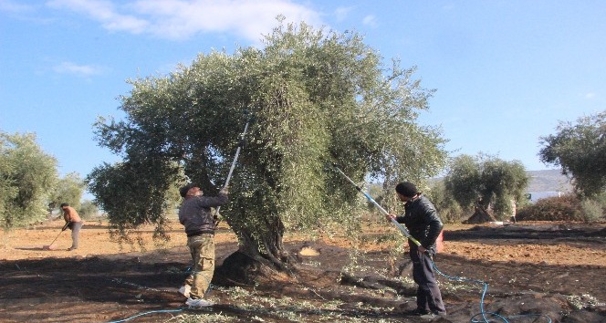 Zeytin hasadında sona gelindi