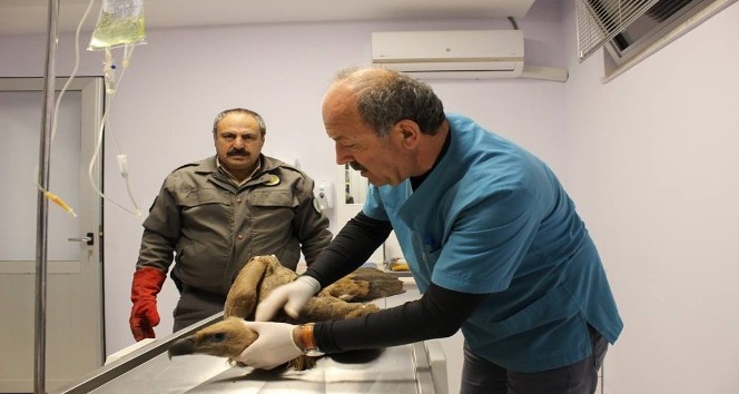 Akdağ’da zehirlenen kızıl akbaba sağlığına kavuşunca doğaya salındı