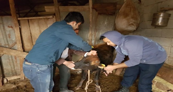 Küçük ve büyükbaş hayvan küpelemelerine af