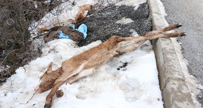 Yol kenarında çuval içinde telef olmuş 3 buzağı bulundu