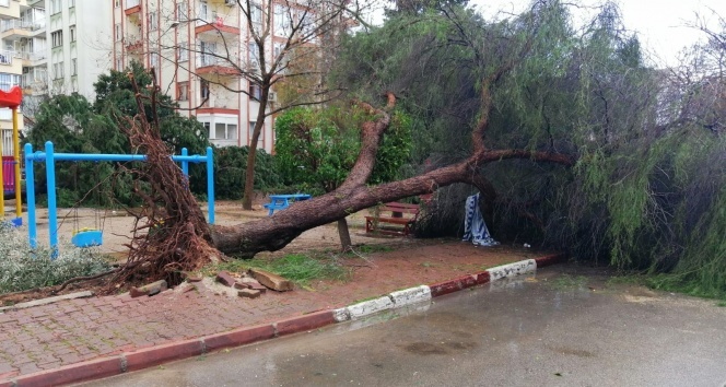 Fırtına aÄaçları kökünden söktü, seyir halindeki otomobillerin üzerine devirdi