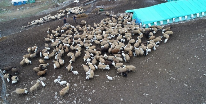 Koyun ve kuzuların renkli buluşması!