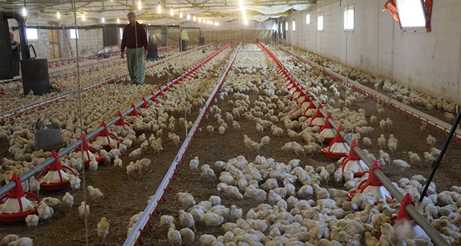 Aç kalan civcivler telef olmaya başladı