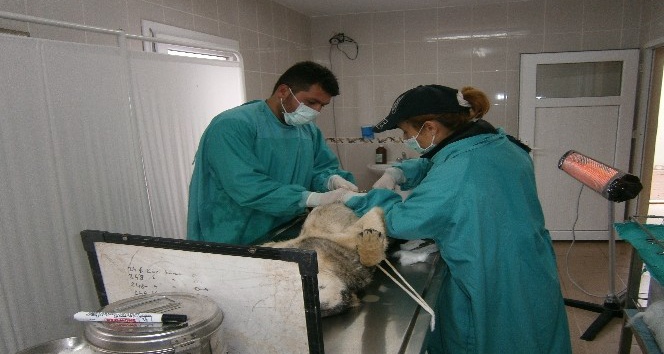 Kırıkkale’de 2 bin 868 köpek tedavi edildi