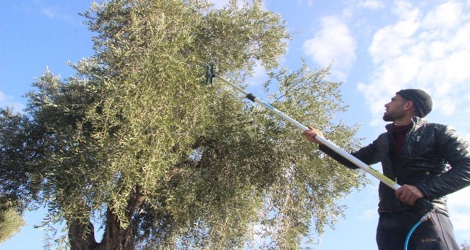 Zeytin hasadında sona erdi