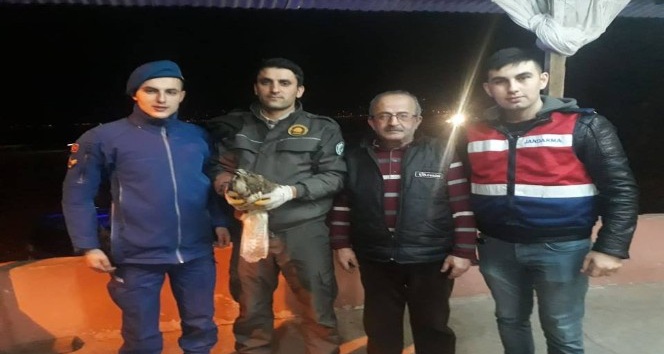 Yaralı kızıl şahine jandarma şefkati