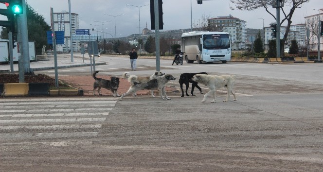 Sokak köpekleri vatandaşların korkulu rüyası oldu