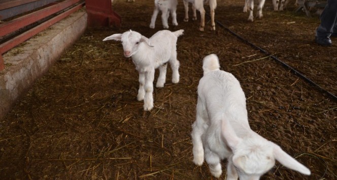 Devlet desteğiyle kurulan çiftlikte günde 400 litre süt elde ediliyor