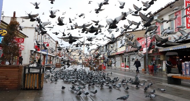 Aç kalan güvercinleri esnaf besliyor