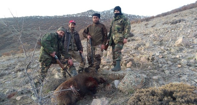 Karaman’da yaban domuzu sürek avı düzenlendi