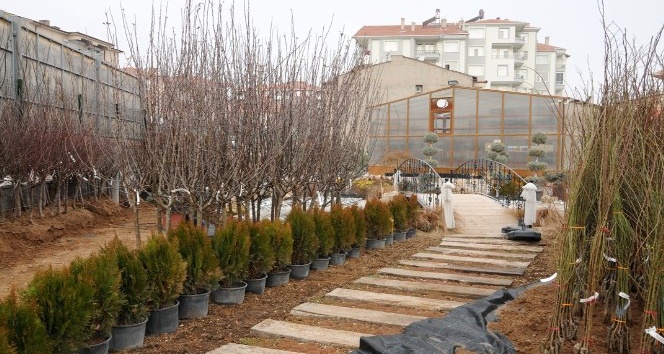Meyve ve ceviz fidan satışları başladı