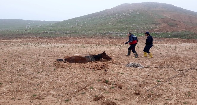 Bataklığa saplanan atı itfaiye kurtardı