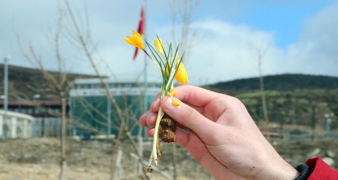 Yozgat’ta baharın müjdecisi çiğdem çiçekleri erken açtı