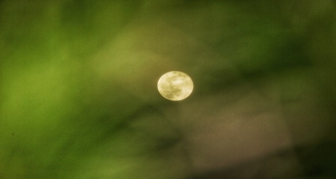 Süper Ay, ağaç yapraklarının arasından böyle görüntülendi