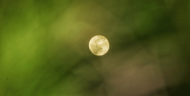 Süper Ay, ağaç yapraklarının arasından böyle görüntülendi