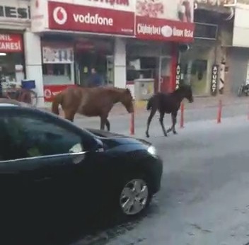 Ana caddede gezinti yapan başıboş atlar şaşırttı