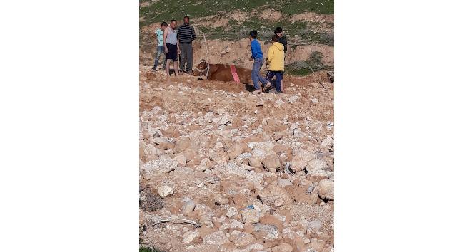 Cizre’de bataklığa saplanan ineği itfaiye ekipleri kurtardı