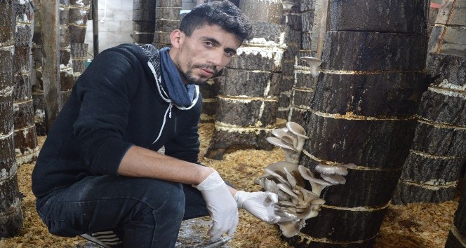 Genç girişimcinin mantar sevdası