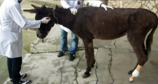 Eşeğe özel protez