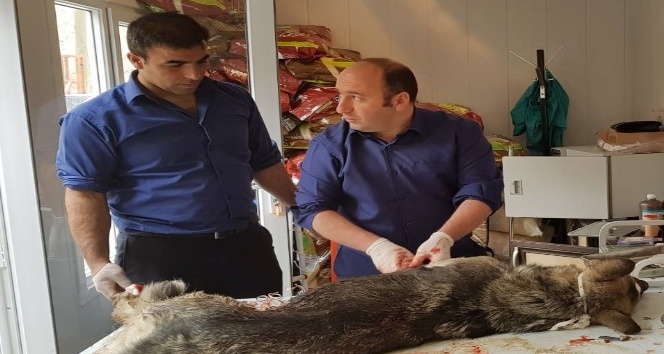 Kapana takılan köpek kurtarıldı