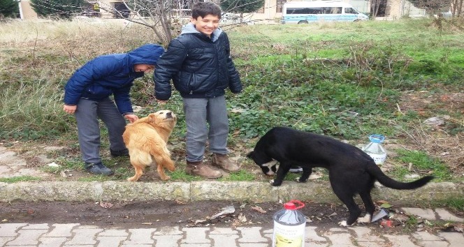 Öğrencilerden sokak hayvanlarına yemek ve su