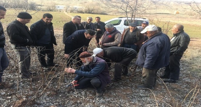 Kırıkkale’de çiftçilere budama eğitimi verildi