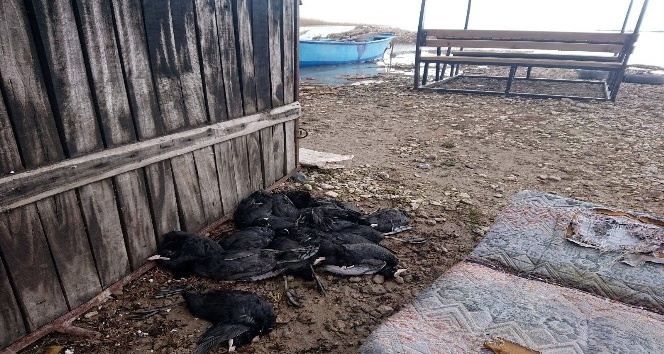 Sakar meke kuşu avına 22 bin 266 lira ceza