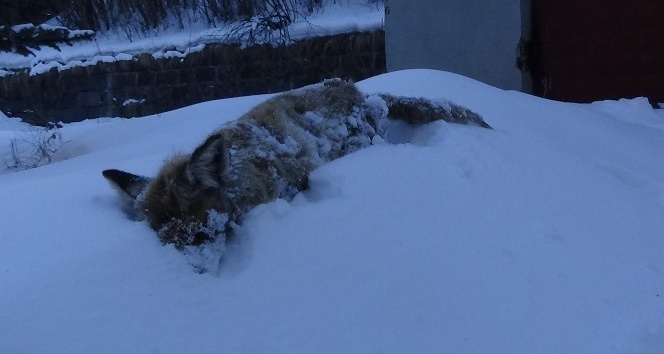 Kars’ın soğuğu tilki dondurdu