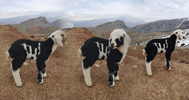 'Allah' lafzı yazılı kuzu Erzincan’da ilgi odağı oldu