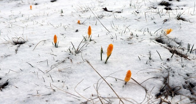Baharın müjdecisi çiğdem çiçekleri Mart karı altında kaldı