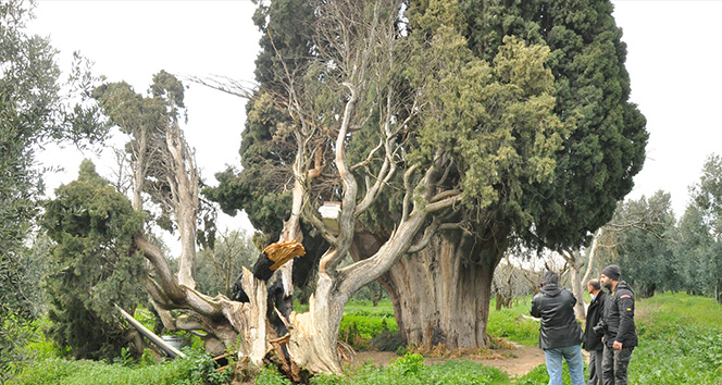 Arıları kovmak için 700 yıllık aÄaçları yakıp, kestiler