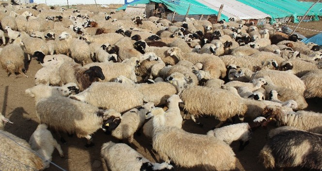 Tunceli’de koyun ve kuzuların renkli buluşması