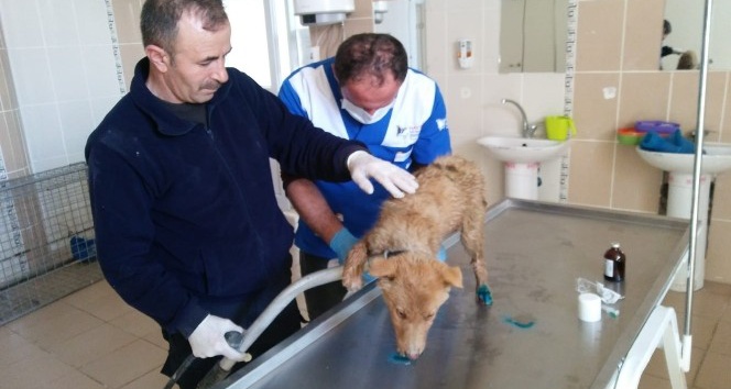 Su kanalına düşen köpek kurtarıldı İhlas Haber Ajansı
