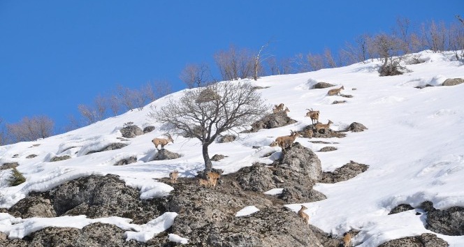 Bingöl’de dağ keçileri görüntülendi