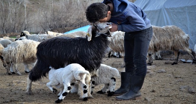 Anneleri ölen kuzulara keçi annelik yapıyor