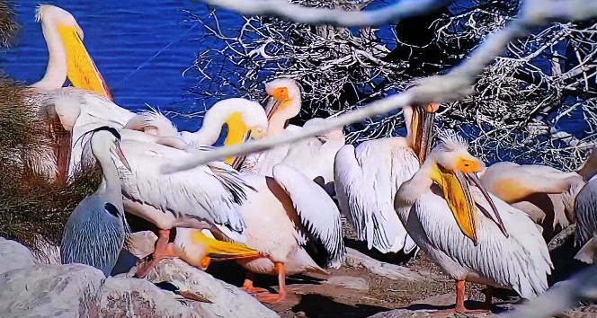 Ak pelikanlar Amasya’ya yine erken geldi