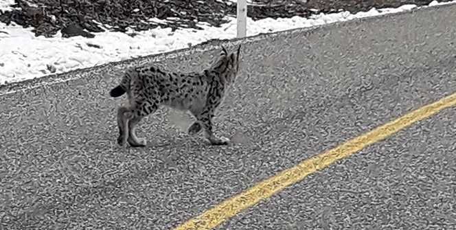 Kırmızı listedeki 'Vaşak' bu kez karayolunda görüntülendi