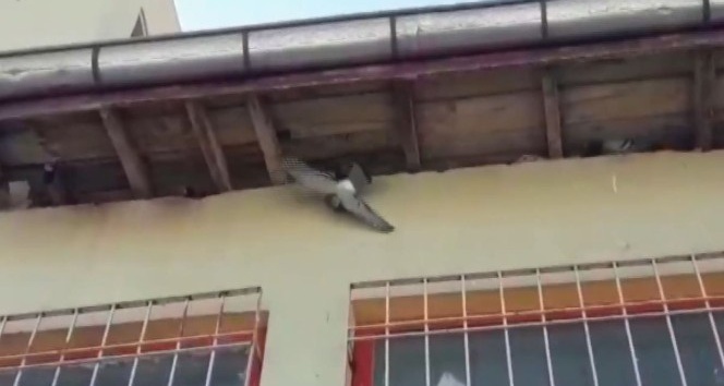 Öğretmenler mahsur kalan güvercini kurtarmak için seferber oldu